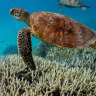 The photos that show nothing so far has saved the Great Barrier Reef