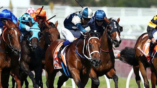 Blue Diamond winner Tagaloa lines up in Saturday's Caulfield Guineas.