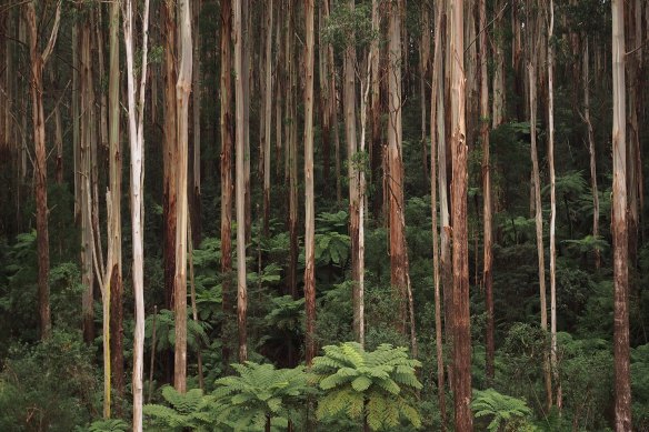 Fire is now becoming so regular that forests in the state's Central Highlands have no chance to recover.