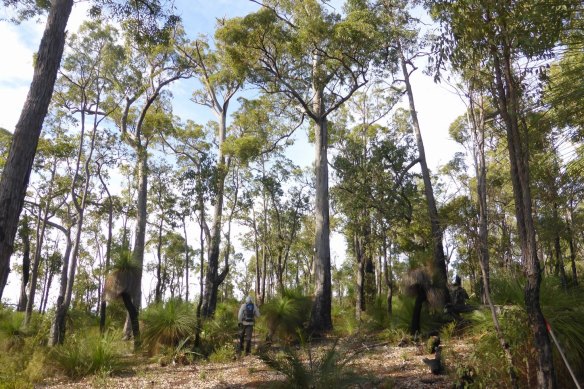 The Jarrah: A Symbol of Resilience and Beauty, Western Australia's National Tree