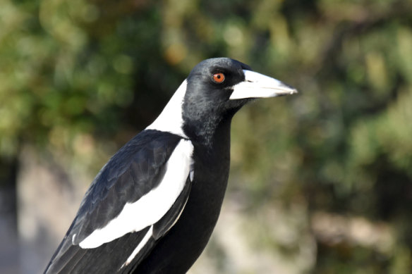 The magpie is an independent bird.
