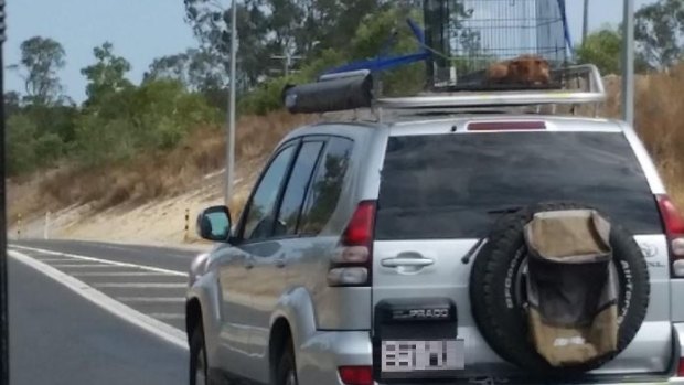 The RSPCA is investigating an incident of a caged dog strapped to the roof of a vehicle.