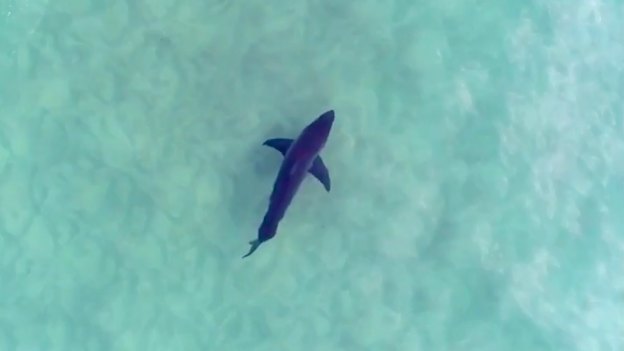 Spotting sharks, like this one photographed with his drone, has lessened Jason Iggleden’s fear of them.