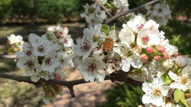 A bee enjoys the spring blossoms on Mount Majura at Stephen Pickard's farm. 