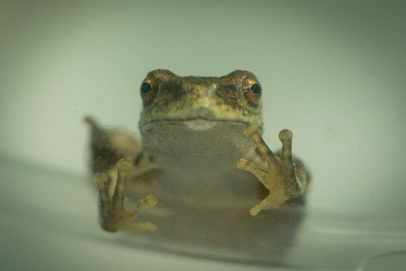 It’s not easy being green: a critically endangered spotted tree frog. 