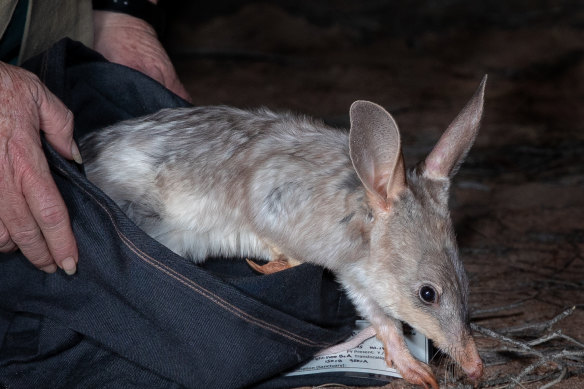 A greater bilby, whose numbers in one part of the sanctuary have more than doubled in three years.  