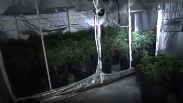 A total of 184 cannabis plants were found in the Sunnybank home.