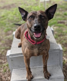 Ruby the staffy has been in RSPCA WA's care for 120 days.