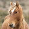 ‘We have to act now’: States, feds unite to cut feral horse numbers in Alps