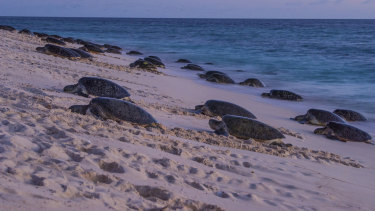 Raine Island green turtles arrive to nest. 