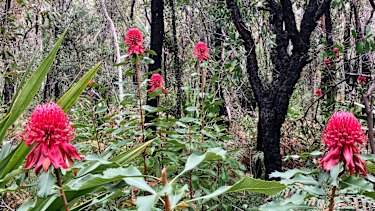 Heathcote resident Linda Williams noticed flowers were being snapped off (in foreground) waratah plants that are blooming in the Royal National Park in Sydneyâ€™s south. 