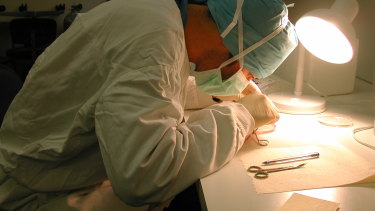 Peter Papathanasiou, the author, conducting an animal dissection in a pathology laboratory at the Australian National University.
