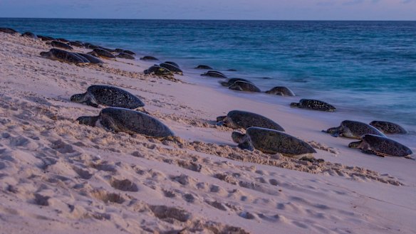 Raine Island green turtles arrive to nest. 