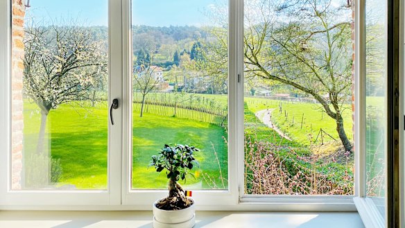 Green fields seen from a window in Belgium, highlighted by a bonsai plant.