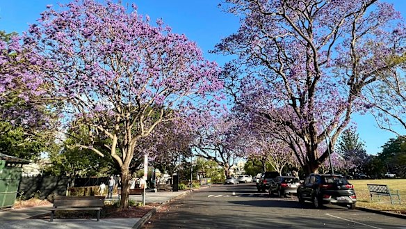 Brisbane residents told Ryan Jones that trees helped create a sense of belonging in their neighbourhoods.