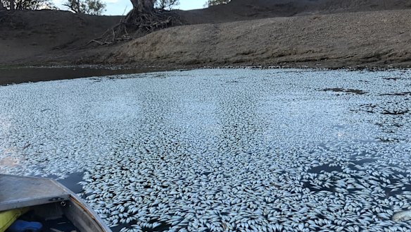 The extent of the latest fish kill on the Darling River at Menindee, as of Tuesday morning, January 29.