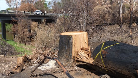 Sarsfield Roadside Reserve, Sarsfield.