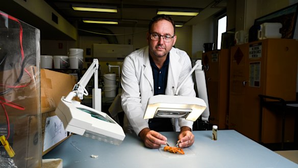 Professor Ross Thompson inspects a yabby at the University of Canberra.