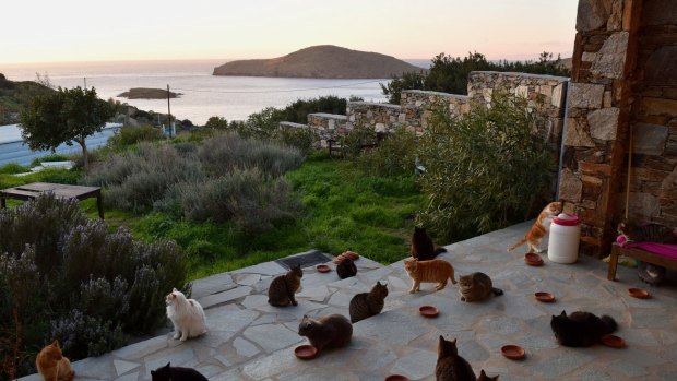 God's Little People Cat Rescue in Syros Greece posted an ad on Facebook looking for someone to care for about 70 cats, and received more than 3000 applications.