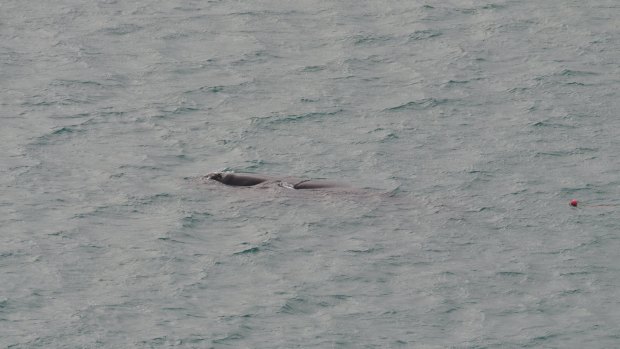 A young southern right whale entangled in rope off Bridgewater in south-west Victoria.