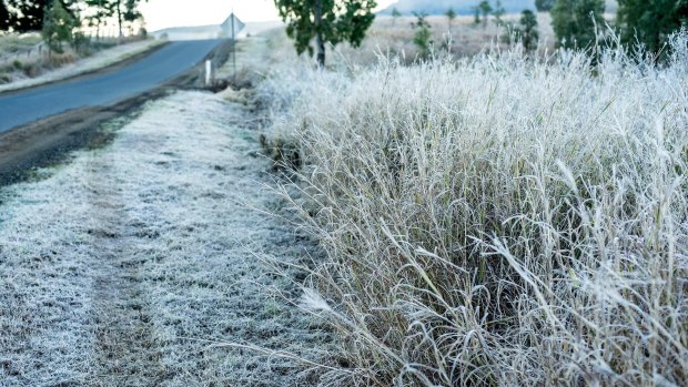 Morning frost in Biddaddaba in Queensland's Scenic Rim region on Sunday, July 5.