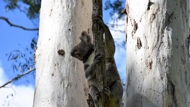 Koalas can be hard to spot in the wild, but a new three-pronged approach developed by QUT has produced far more accurate mapping results.