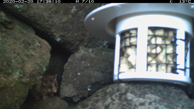A mountain pygmy possum captured by the DigiVol cameras. 