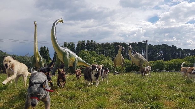 An amazing photograph of the furry clients of Pups4Fun walking among the dinosaurs of Gold Creek.