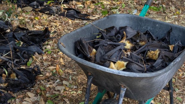 At one camp alone, volunteers found 11,000 flying foxes dead.