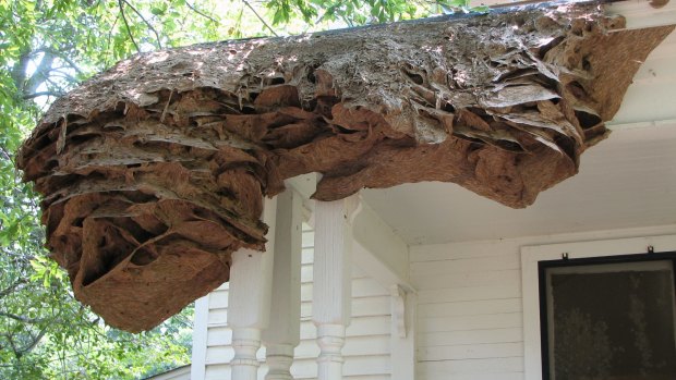 A super wasp nest on James Barron's smokehouse in southern Alabama.
