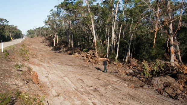 Cape Conran Coastal Park, the Marlo-Conran roadside. 