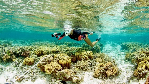 SCU researcher Kay Davis swimming over the reef at One Tree Island, which has experienced "remarkable" recovery.