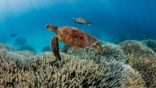 Coral bleaching on the southern Great Barrier Reef.