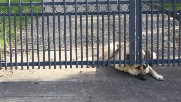 Mr van Hattem's German Shepherd "Kyla" waits at the front gate of her owner's Gold Coast home.