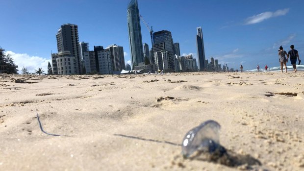 A bluebottle washed up at Surfers Paradise.