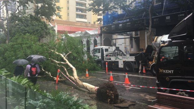 A fallen tree has closed Mary Street between Albert Street and Edward Street.
