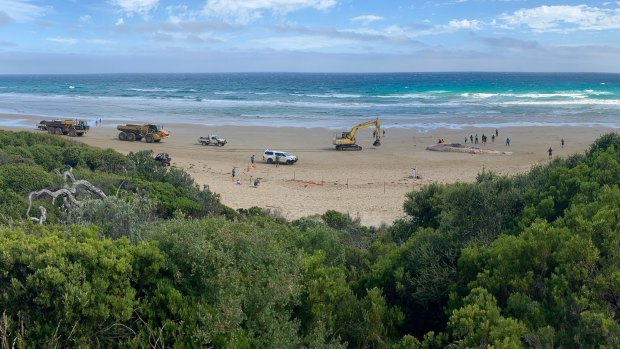 Heavy machinery at Fairhaven beach on Wednesday as crews work to remove the 65-tonne whale carcass.