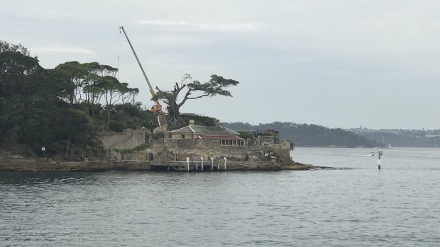 Ferry passengers and North Sydney residents were shocked to see the tree being chopped down on Tuesday. 