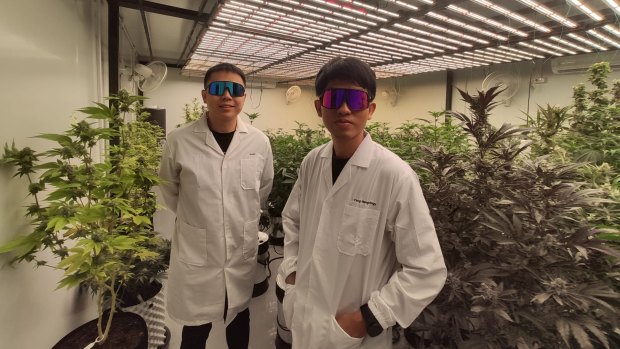 Priraphong Lertkraiwan, left, and  Piyatat Didsayothin at their cannabis farm in Chiang Rai.