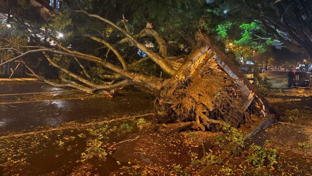 In Teneriffe, Brisbane, a tree fell into a restaurant.
