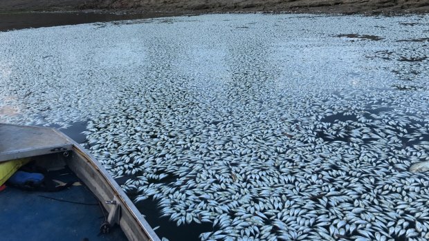 The third and possibly largest of three big fish kills on the Darling River at Menindee, in a photo taken on January 29.