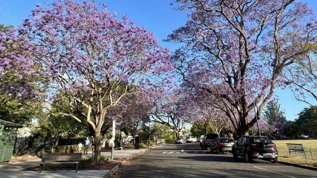 Brisbane residents told Ryan Jo<em></em>nes that trees helped create a sense of belo<em></em>nging in their neighbourhoods.