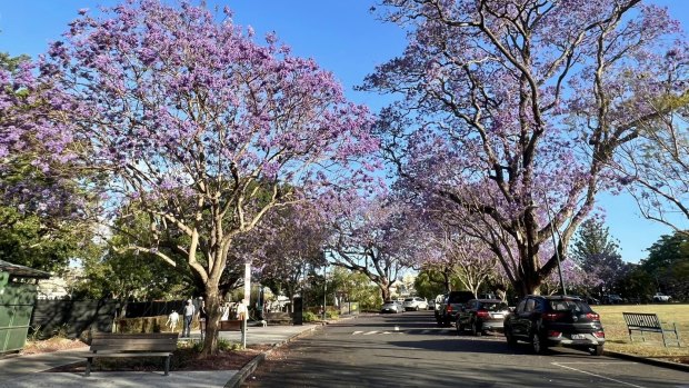 Brisbane residents told Ryan Jones that trees helped create a sense of belonging in their neighbourhoods.
