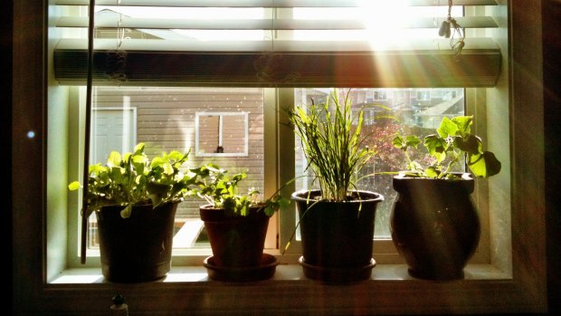 Winter herbs grow well on a sunny windowsill.