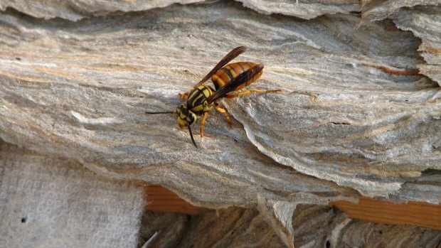 A yellow jacket queen.