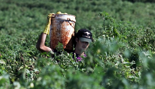 The working holiday maker program accounts for about 80 per cent of the harvest labour workforce.