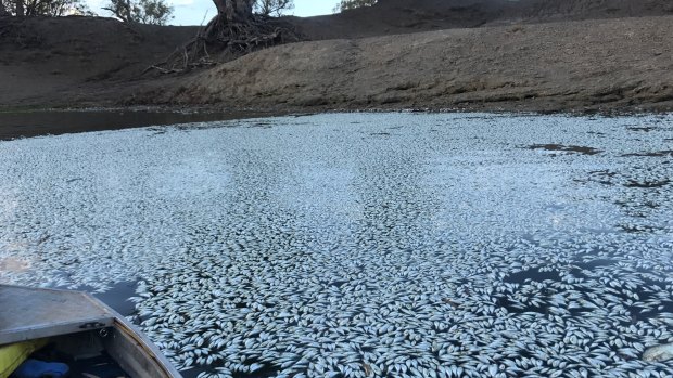 The extent of the latest fish kill on the Darling River at Menindee, as of Tuesday morning, January 29.
