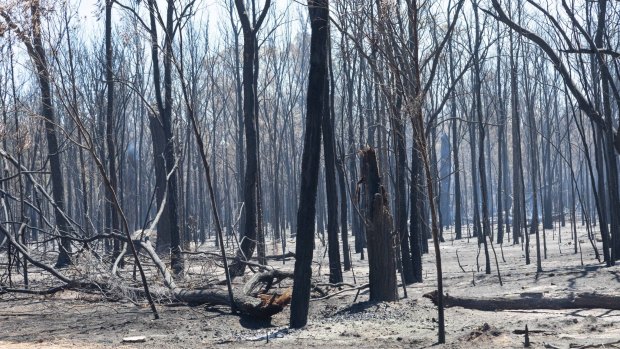 Scorched bushland at Cypress Gardens in southern Queensland. 