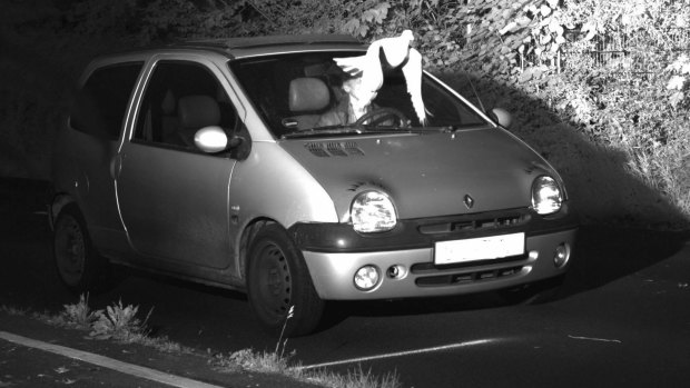 Pigeon in front of the windscreen of a car in Germany.