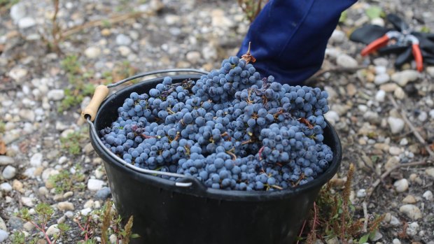 Grape expectations: Climate change is posing big questions for producers such as those at Chateau Larose Trintaudon. 